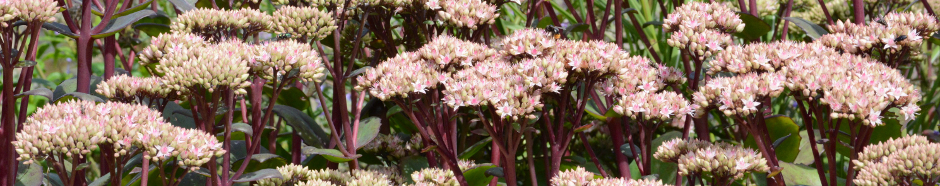 Nigel Bean flowerscape