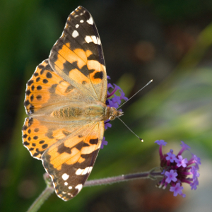 Nigel Bean wildlife