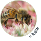 Nigel Bean garden services